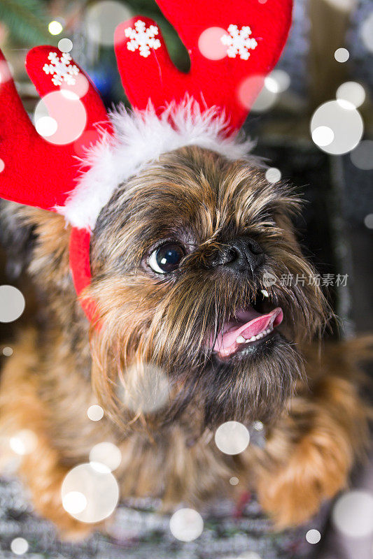 石祖狗戴着圣诞老人的帽子。狗年的概念