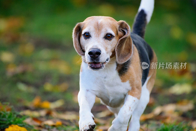 小猎犬在秋天的公园里奔跑