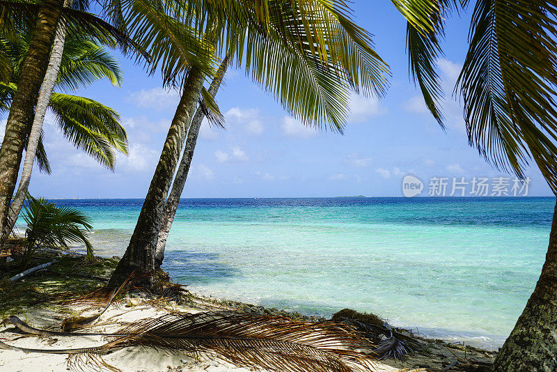 巴拿马加勒比海圣布拉斯岛海滩上的棕榈树