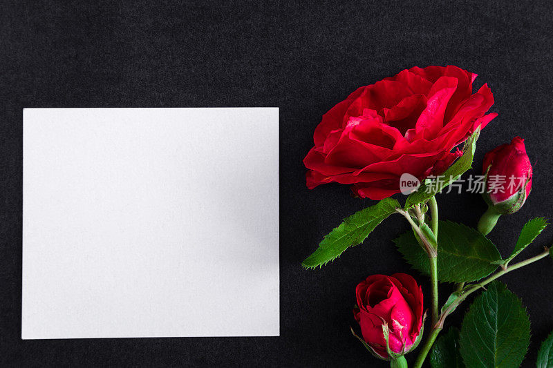 黑色背景上有红玫瑰的白色空白吊唁卡。鲜花。文本的空位置。