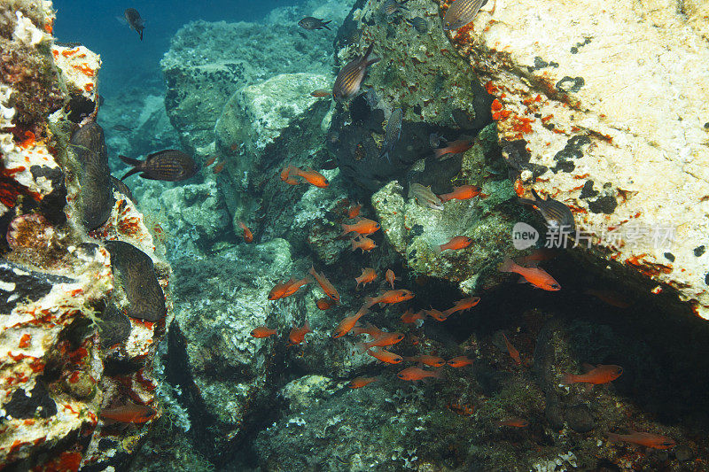 水下景观鱼类学校海洋生物水肺潜水员的观点