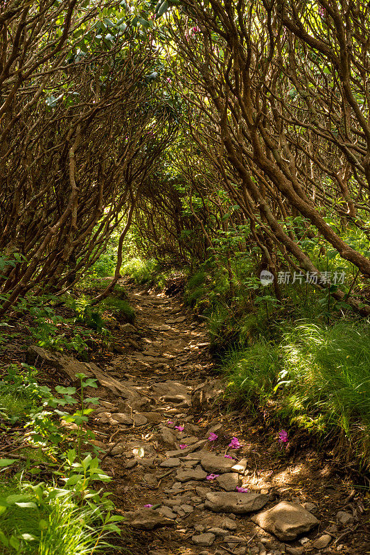 杜鹃隧道