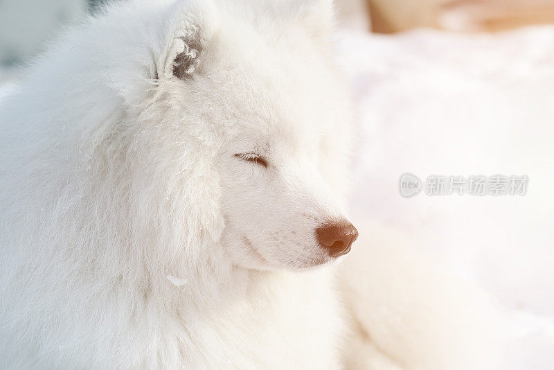 萨摩耶犬(冬天)