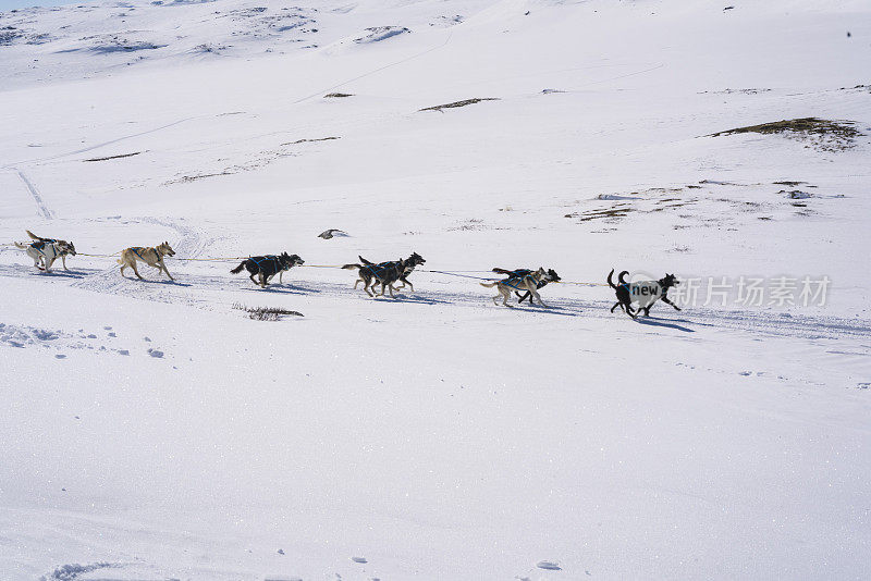 挪威哈当厄国家公园，狗狗们在拉雪橇时奔跑