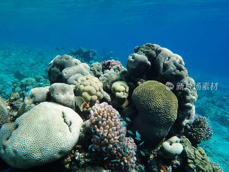 红海中的水下珊瑚礁