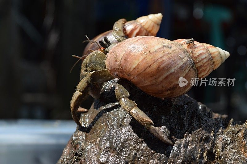 两只寄居蟹在黑色的日本蜗牛壳里找到了回家的路