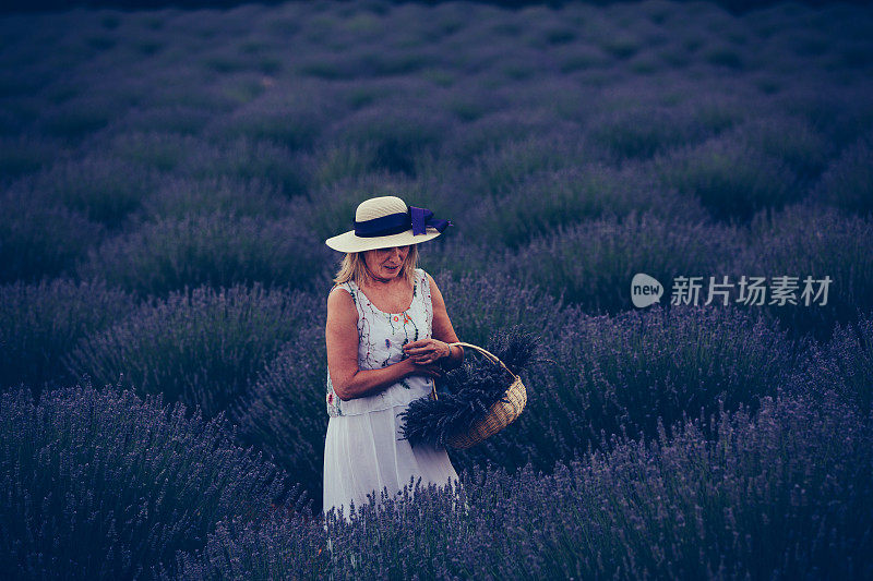 薰衣草领域的资深女性