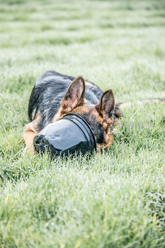 头在花盆里的德国牧羊犬小狗