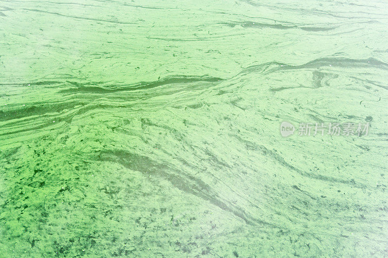 运河里被污染的绿水。绿藻的水。