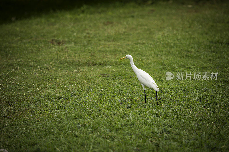 斯里兰卡白鹭