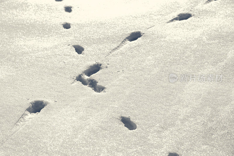 雪地里穿过的动物足迹