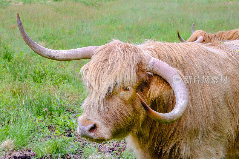田野里的高地奶牛。苏格兰