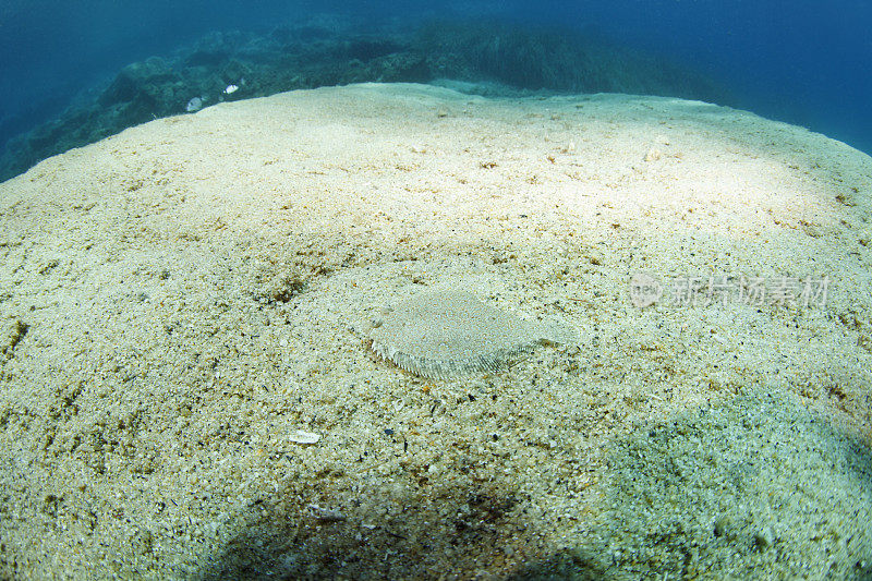 常见的比目鱼海洋鱼类海洋生物水下呼吸器潜水员的观点地中海