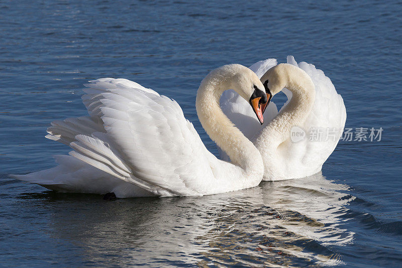 白天鹅的脖子呈心形，是爱的象征