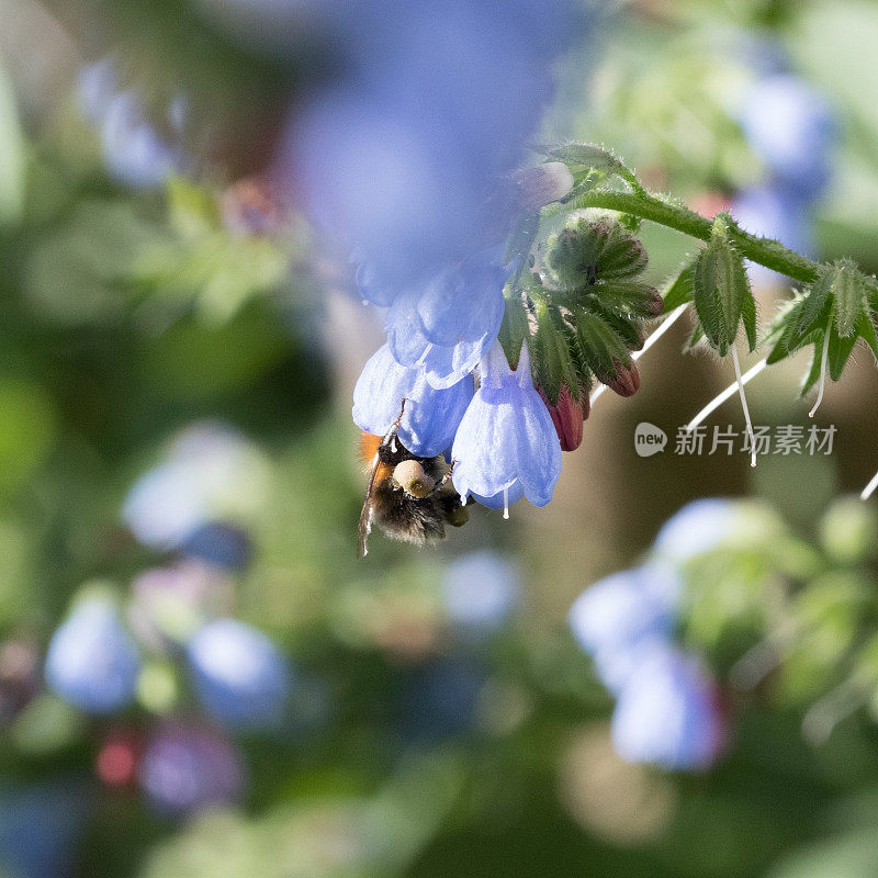 蓝花里的大黄蜂(合藻)