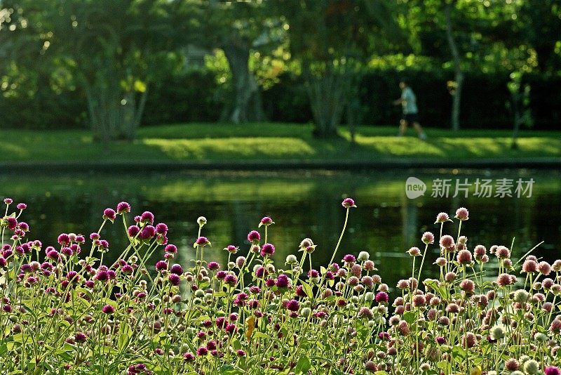 在公园、池塘、花圃慢跑。