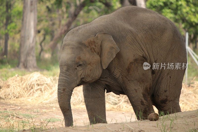 尼泊尔奇旺国家公园的大象繁殖中心