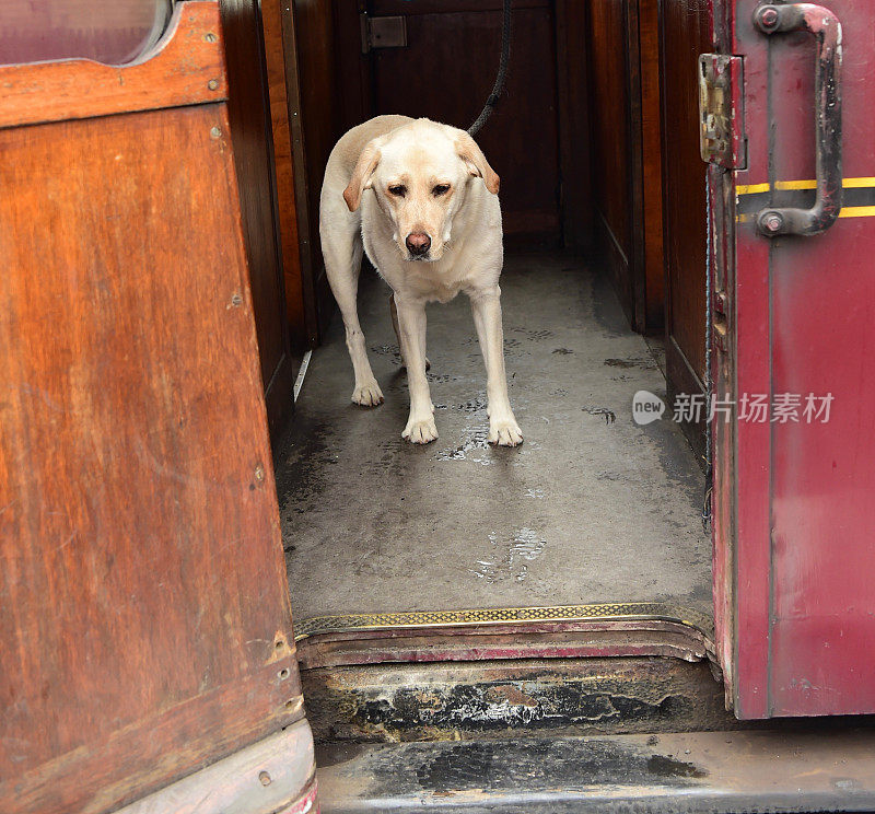 英国火车站的拉布拉多寻回犬