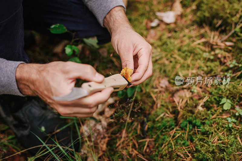 男人用蘑菇刀采摘鸡油菌