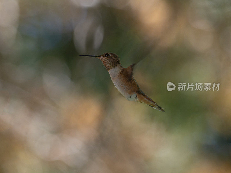 蜂鸟的飞行