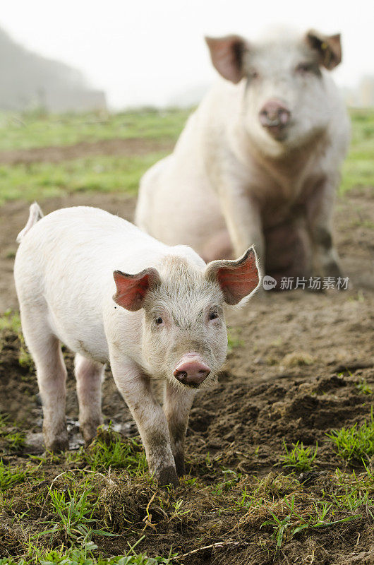 小猪和猪妈妈在镜头前摆姿势
