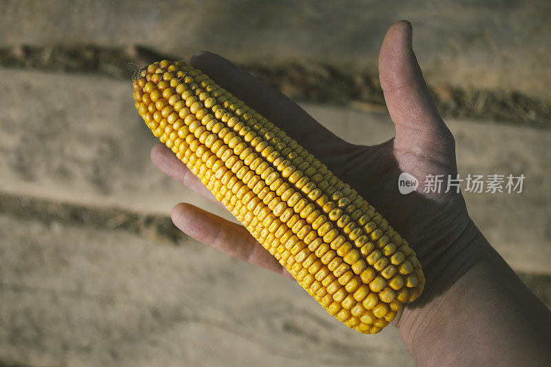 大的，成熟的玉米在户外的人的手。正上方的观点。