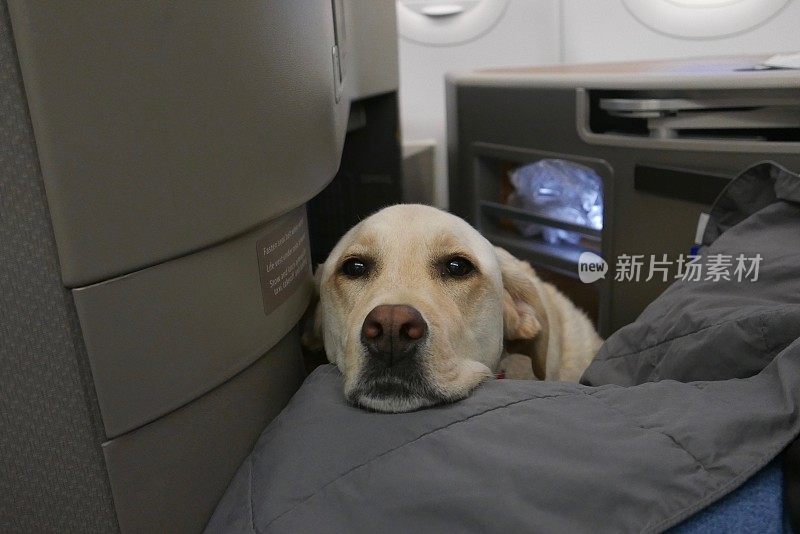 飞机上的拉布拉多寻回犬