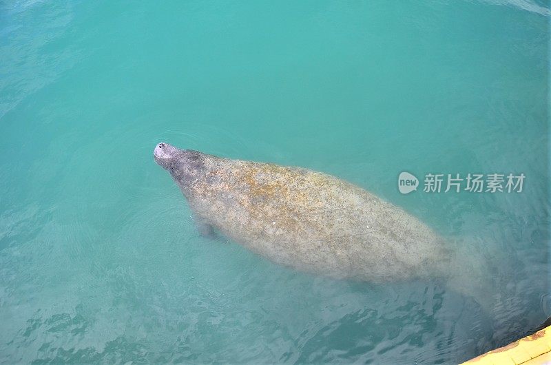 海牛呼吸