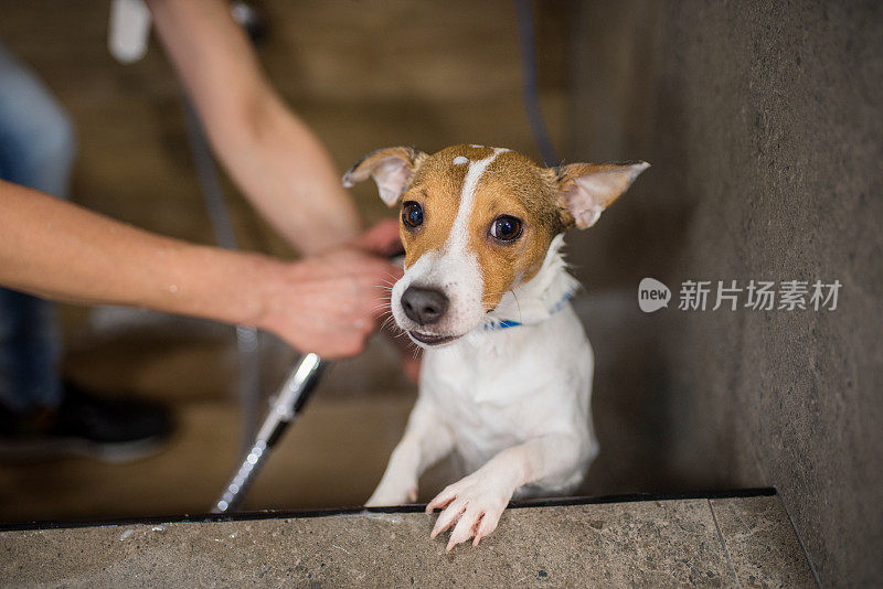 杰克罗素梗在浴缸里，准备洗澡