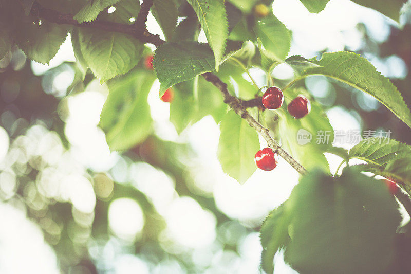 在夏天的阳光下结着甜红色果实的樱桃树