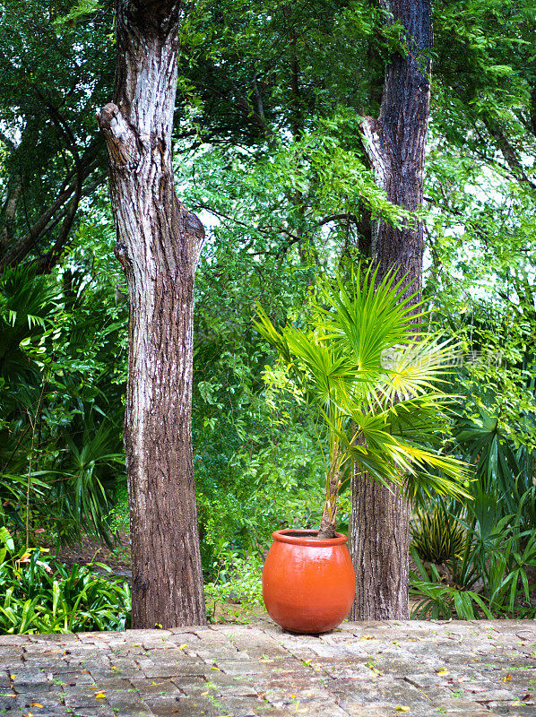 尤卡坦，墨西哥:盆栽棕榈庭院;丛林背景