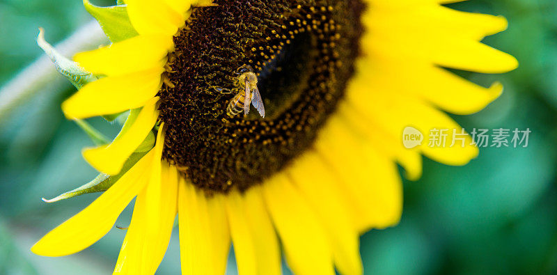 一只蜜蜂在向日葵上工作