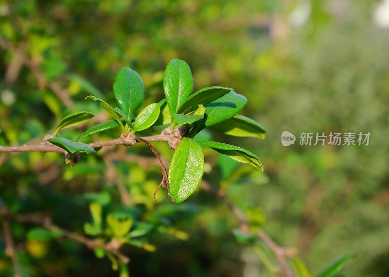 新鲜的茶叶在种植园近景