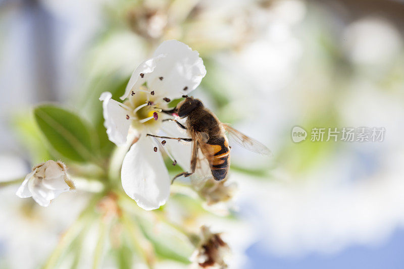 蜜蜂在春天的花上