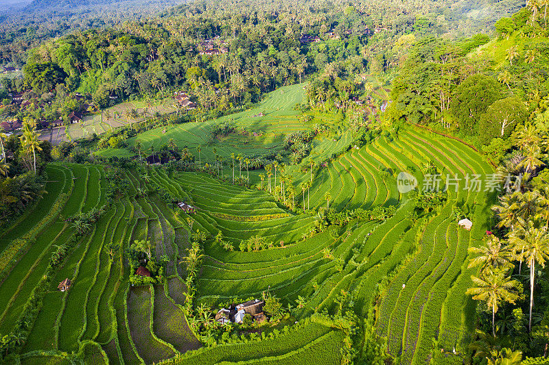 巴厘岛的梯田