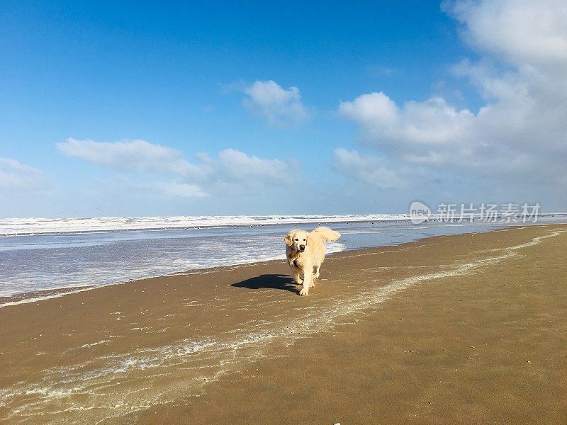 海滩上的金毛寻回犬