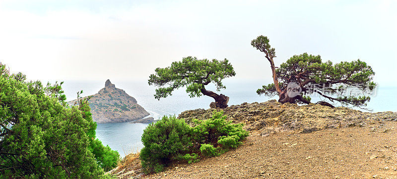 克里米亚，长在岩石上，海天上的一棵老杜松树