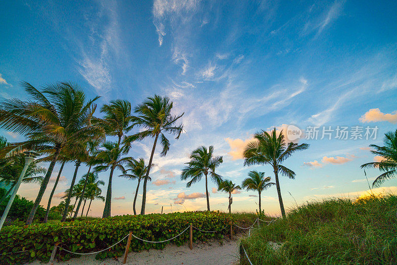 迈阿密海滩佛罗里达棕榈树