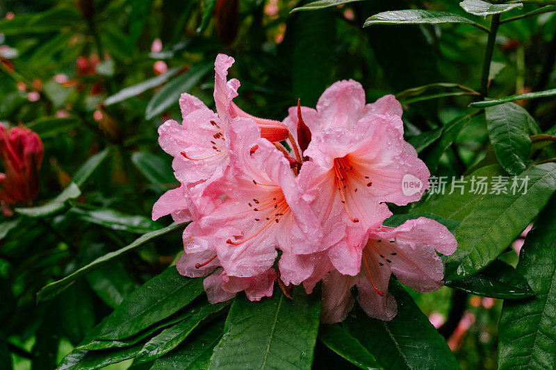 雨后的银花杜鹃