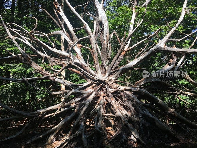 一棵倒下的大云杉的树根。