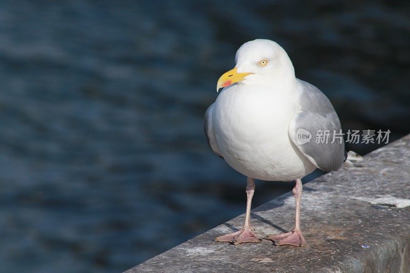 港堤上有海鸥