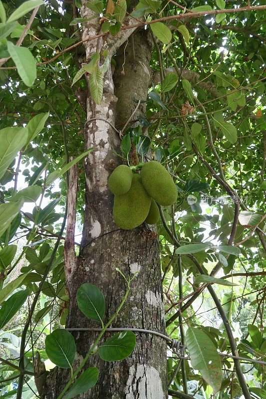 印度喀拉拉邦，在树干树皮背景下生长在杰克树上的菠萝蜜