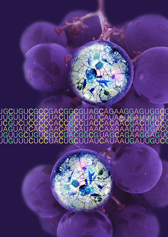 转基因葡萄和细胞图像及遗传密码
