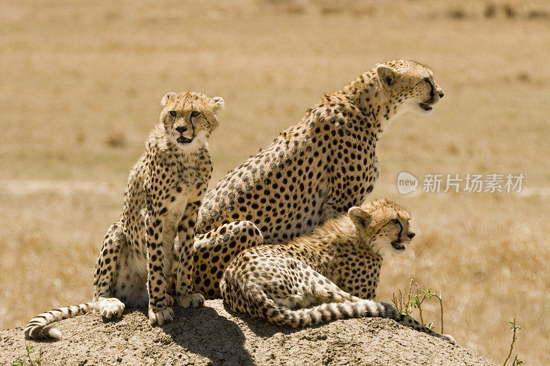 肯尼亚马赛马拉的猎豹家族
