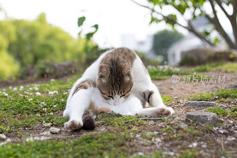 流浪猫在街上休息