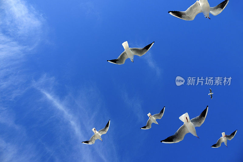 一群海鸥在晴朗的蓝天上飞翔