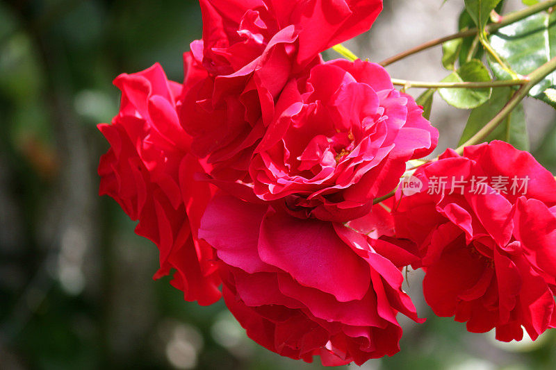 一束小的红色花花束和花蕾生长在夏季花园，红玫瑰，花瓣和模糊的绿色园艺背景，浪漫的红玫瑰为情人节浪漫的插花，玫瑰灌木灌木户外