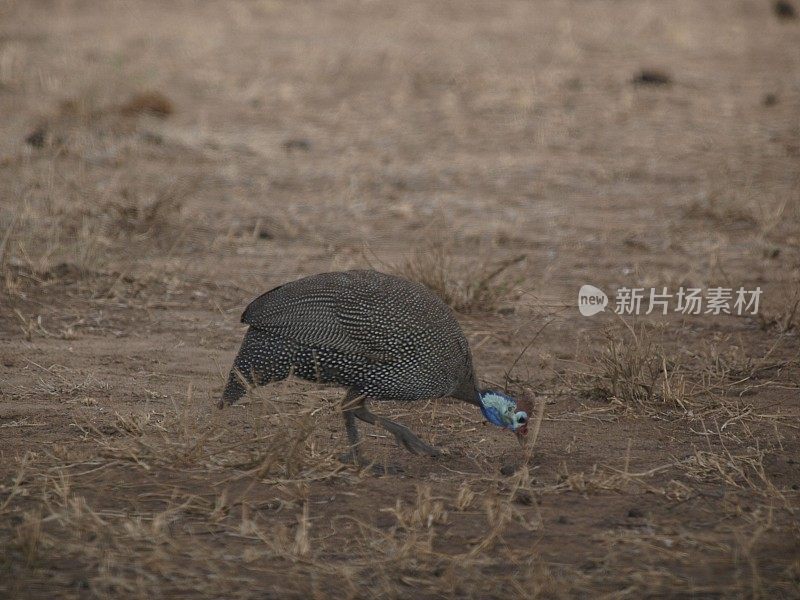 萨塔拉，克鲁格国家公园，南非