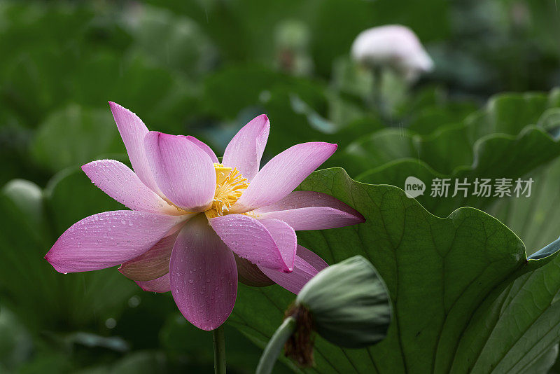 雨中的荷花