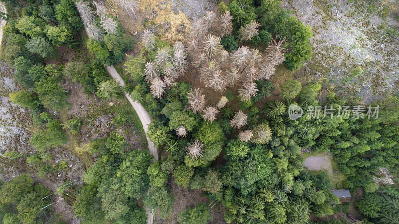 死树鸟瞰图-森林枯梢病-森林，德国